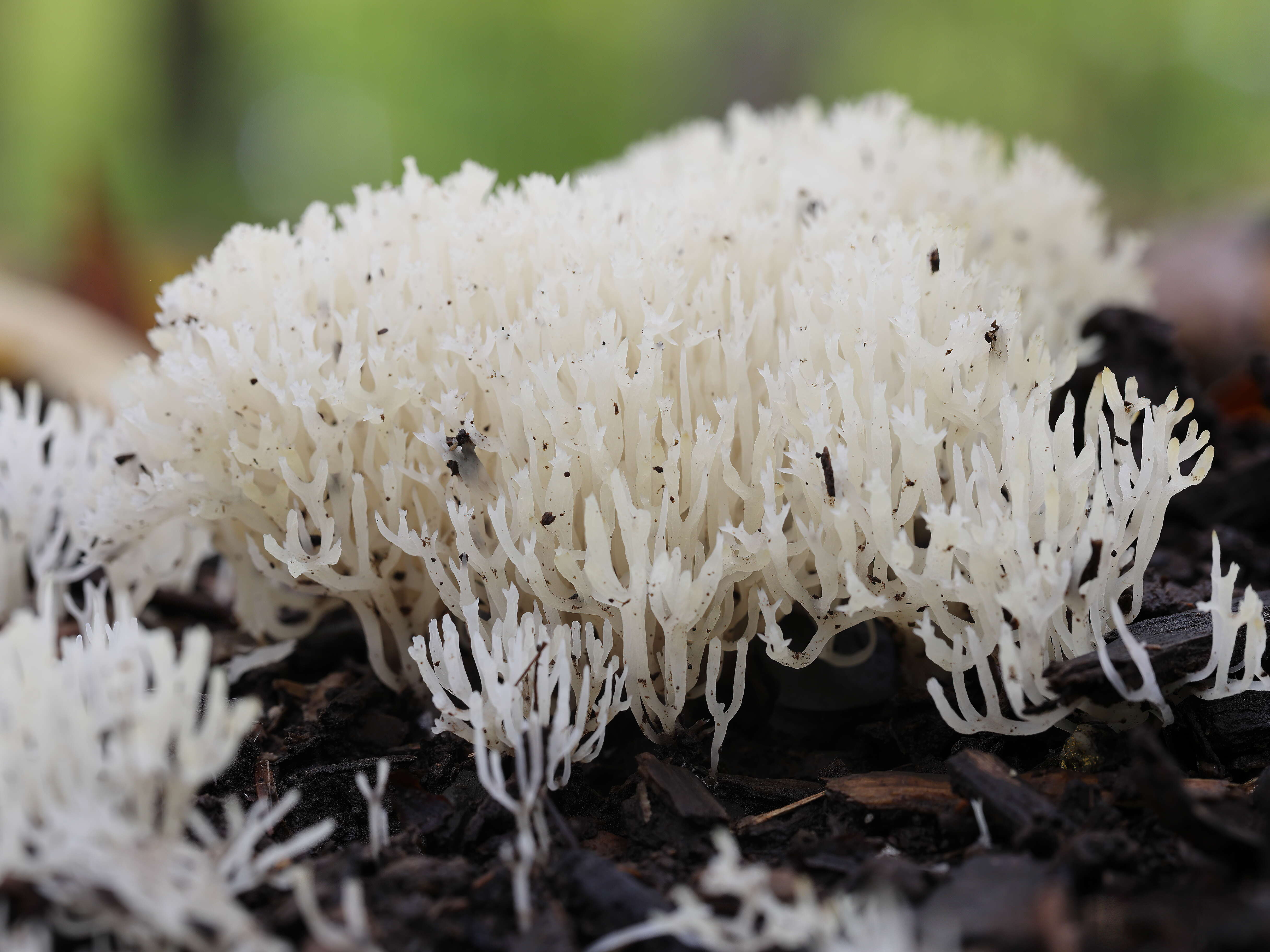 Ramariopsis kunzei (Fr.) Corner 1950 resmi