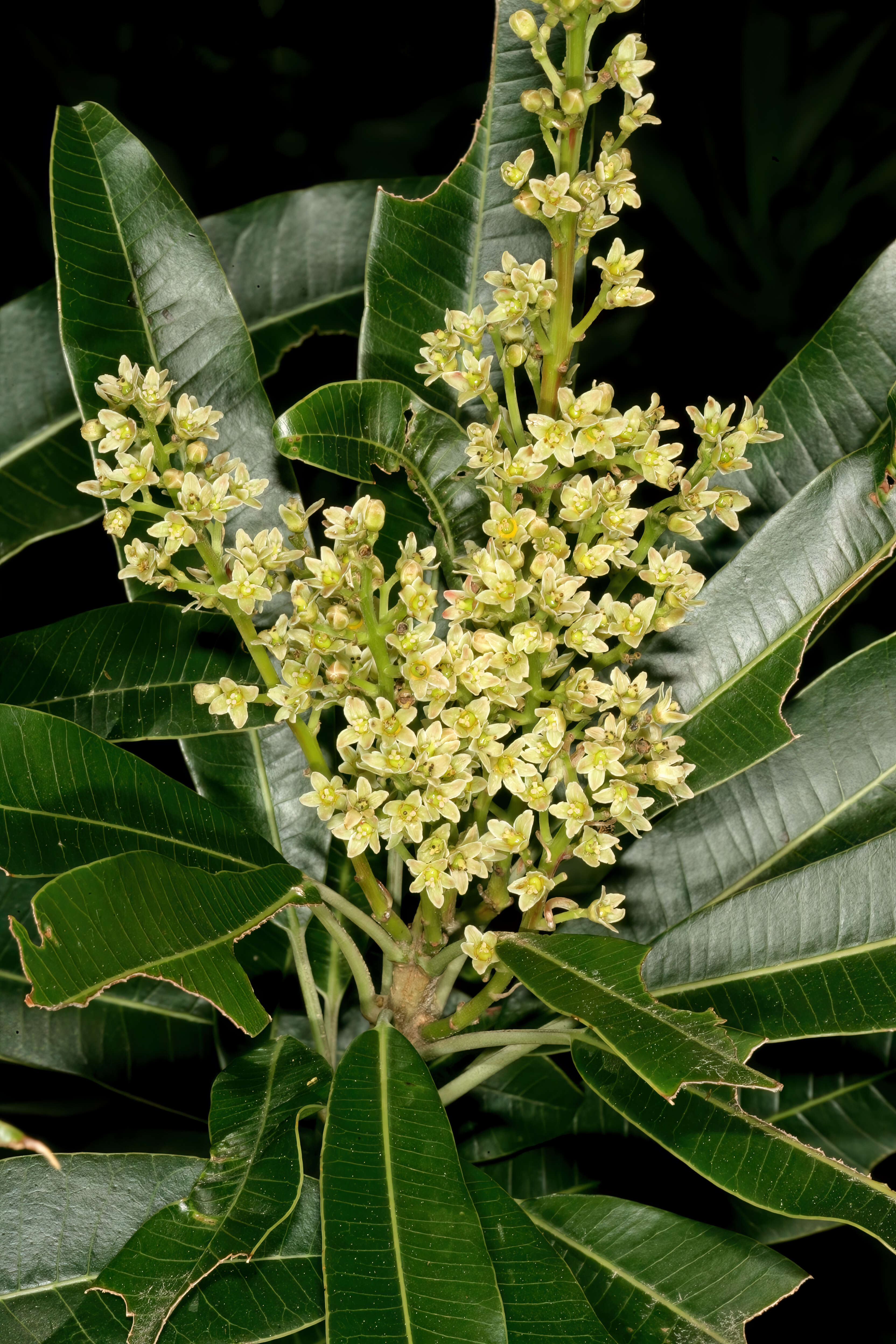 Image of Protorhus longifolia (Bernh.) Engl.