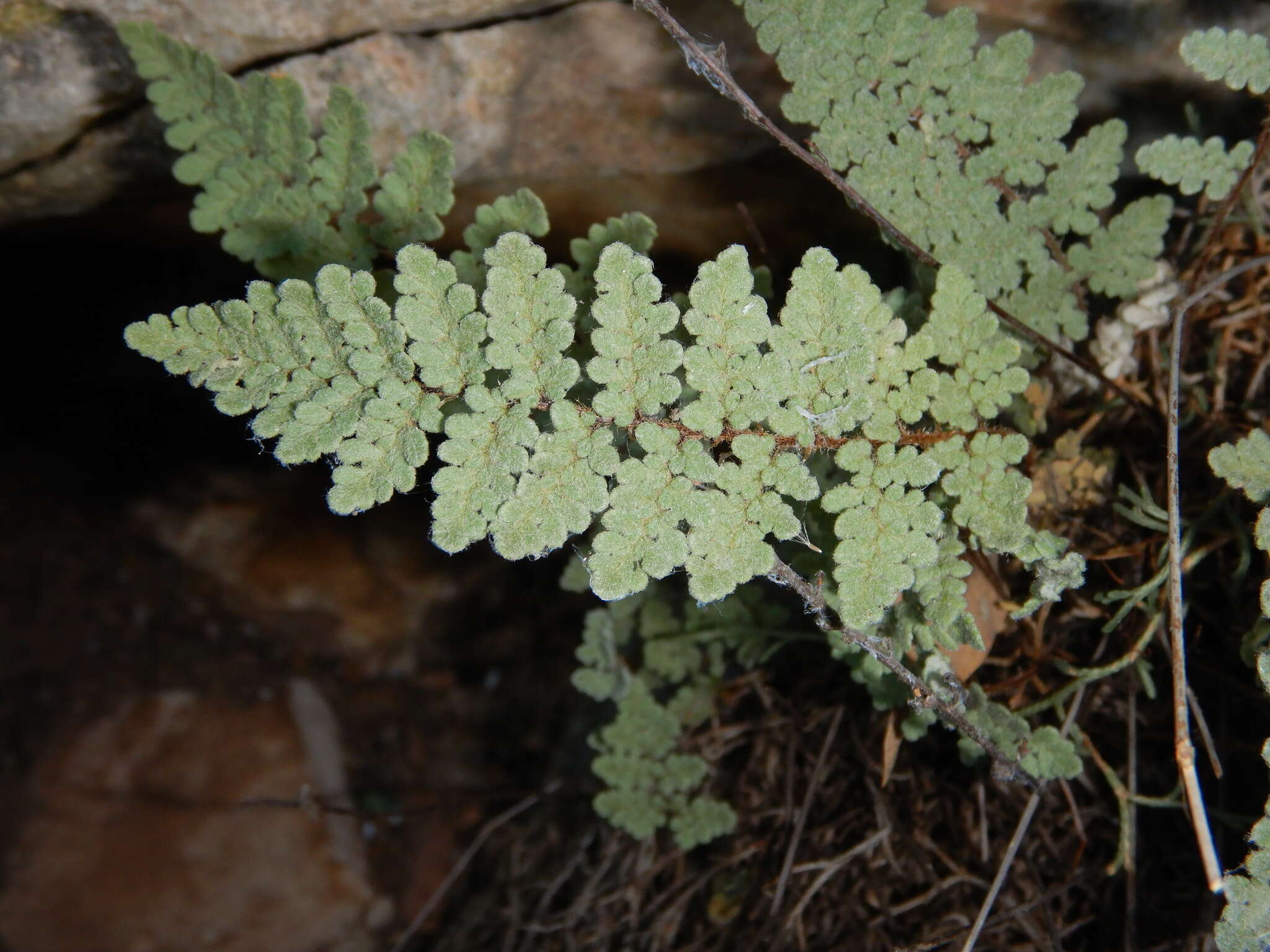 Image of Eaton's lipfern