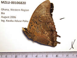 Imagem de Charaxes cedreatis Hewitson 1874