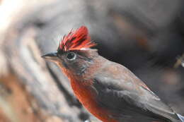 Image of Red Pileated Finch