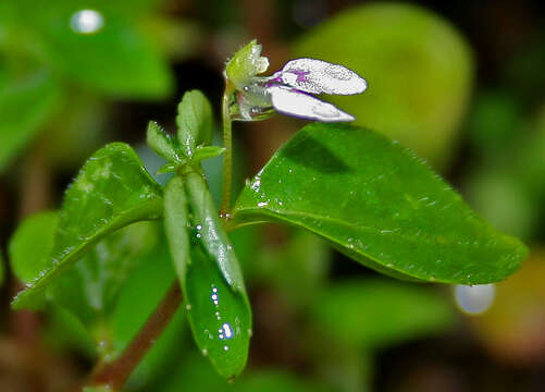 Image of Impatiens minor (DC.) S. S. R. Bennet