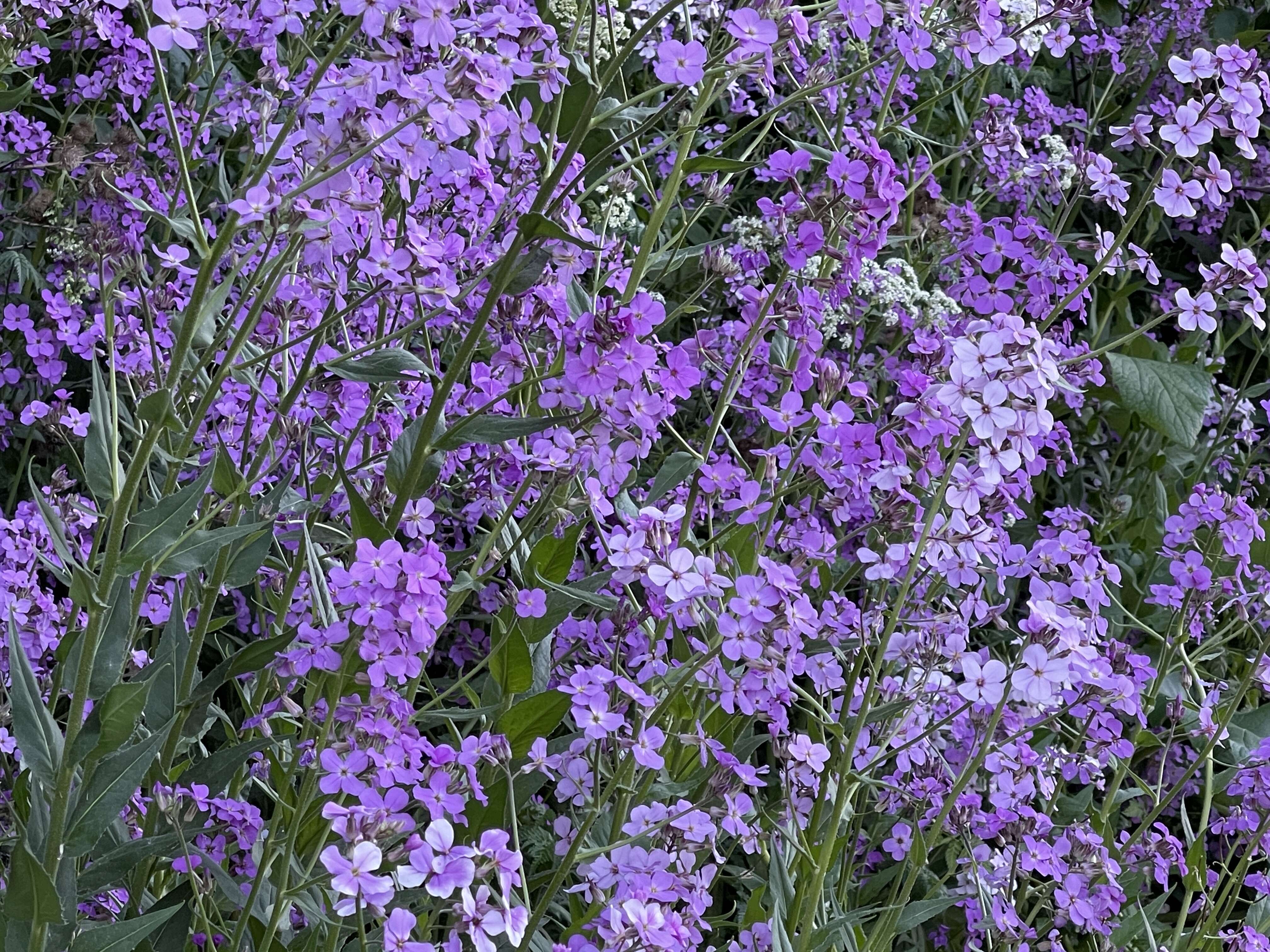 Image of Dame's-violet