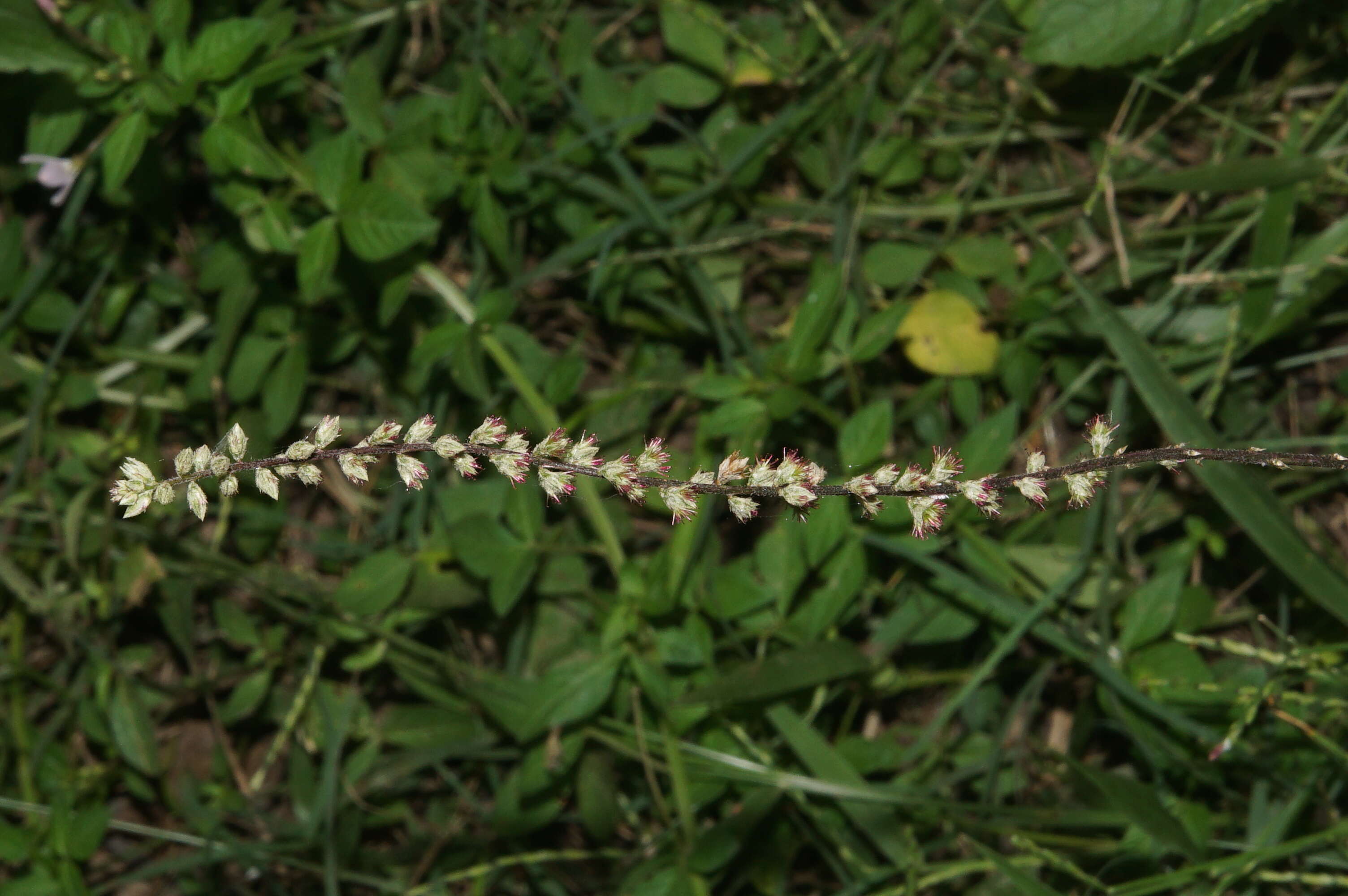 Image of Pastureweed