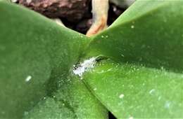 Image of Citrus mealybug