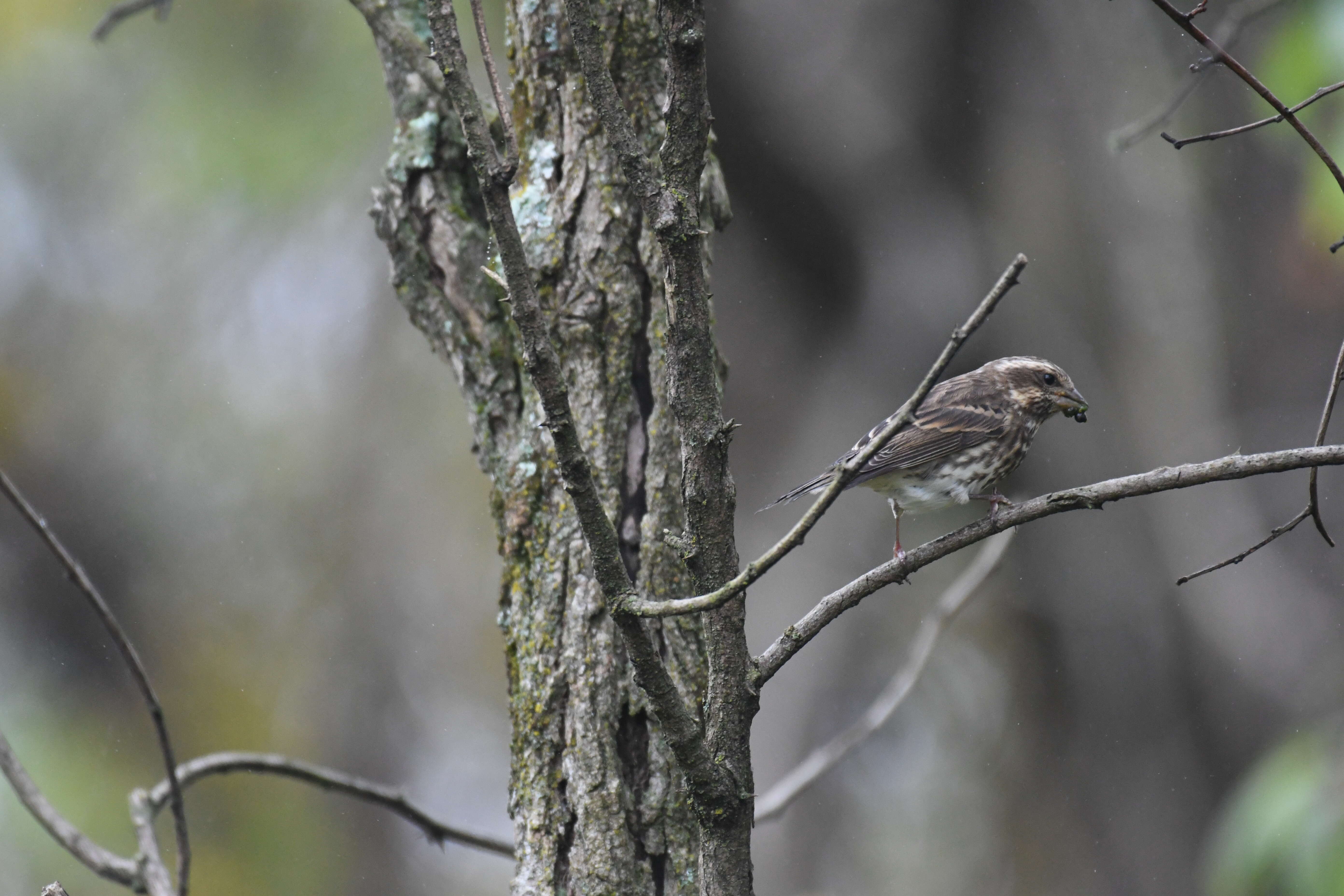 Image of Purple Finch