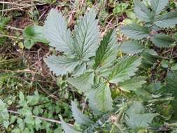 Image of fragrant agrimony