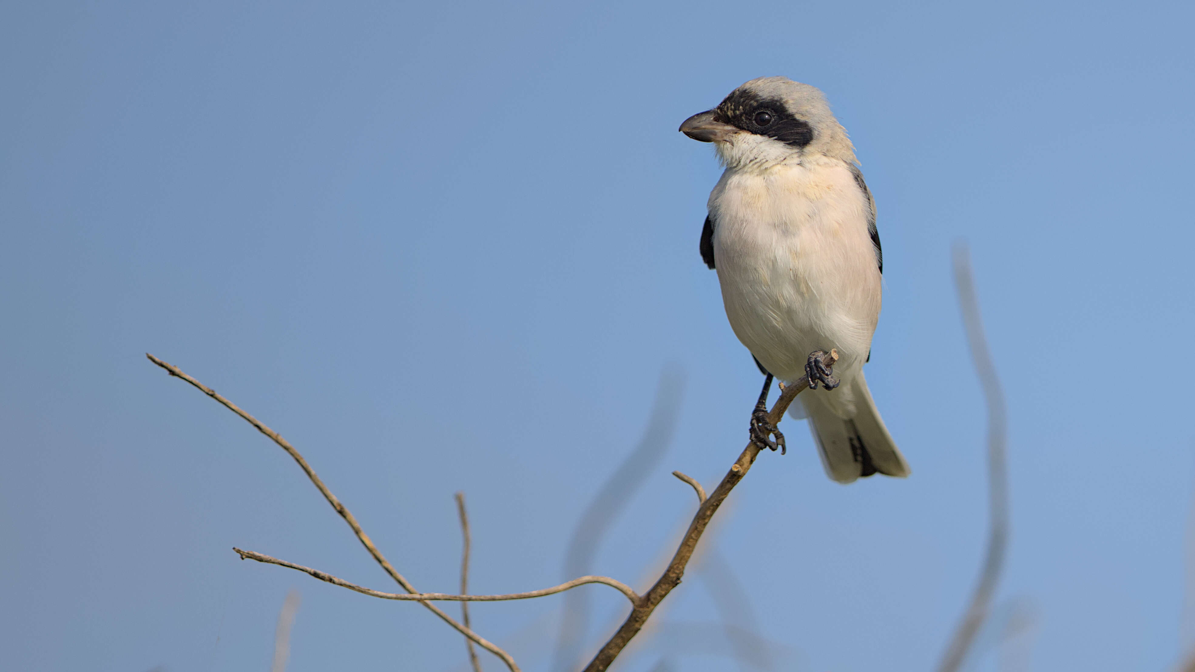 Image of Lesser Grey Shrike