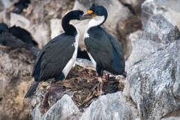 Image of Kerguelen Shag