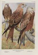 Image of Red Kite