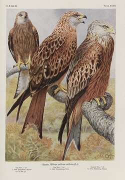 Image of Red Kite