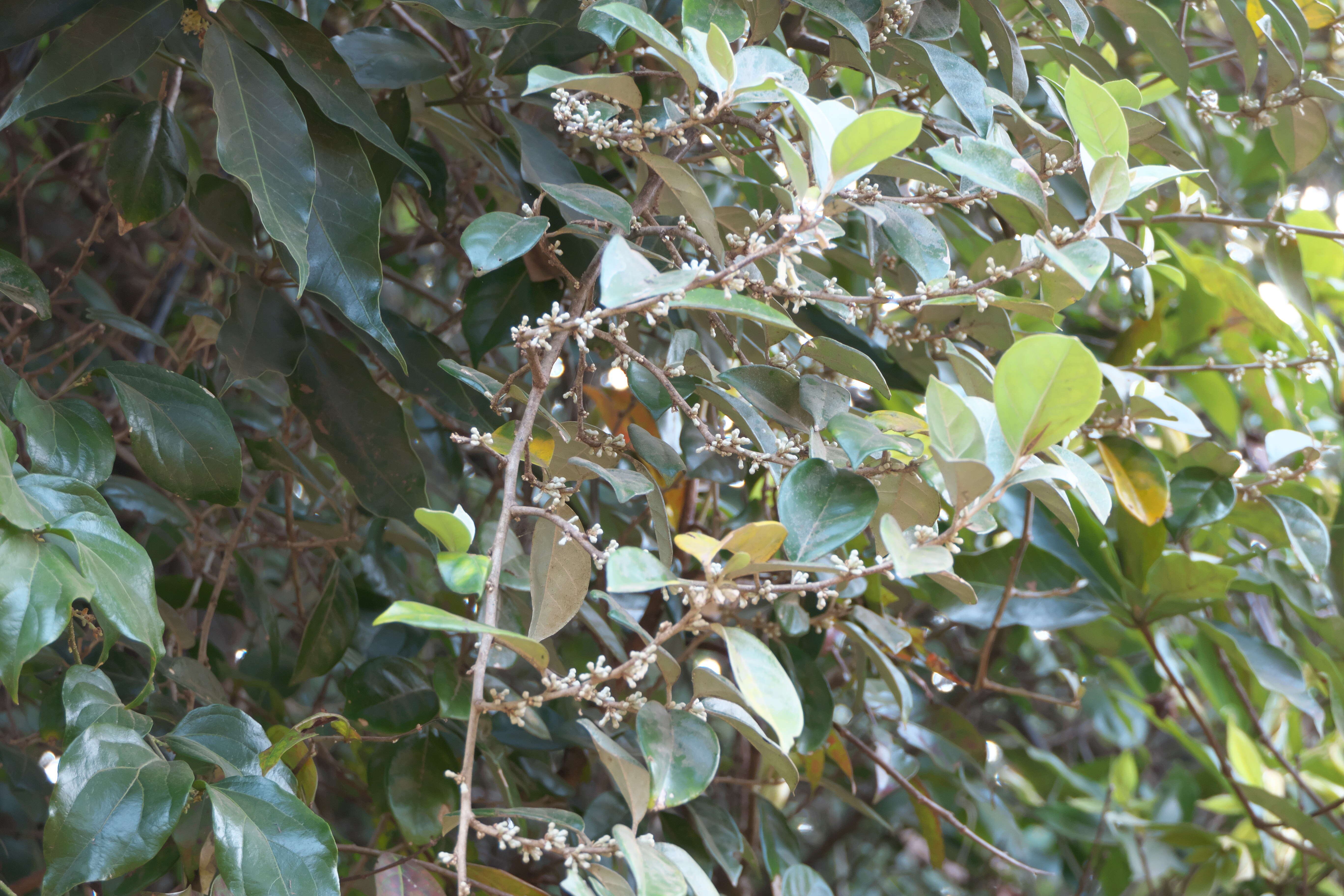 Image of Elaeagnus latifolia L.