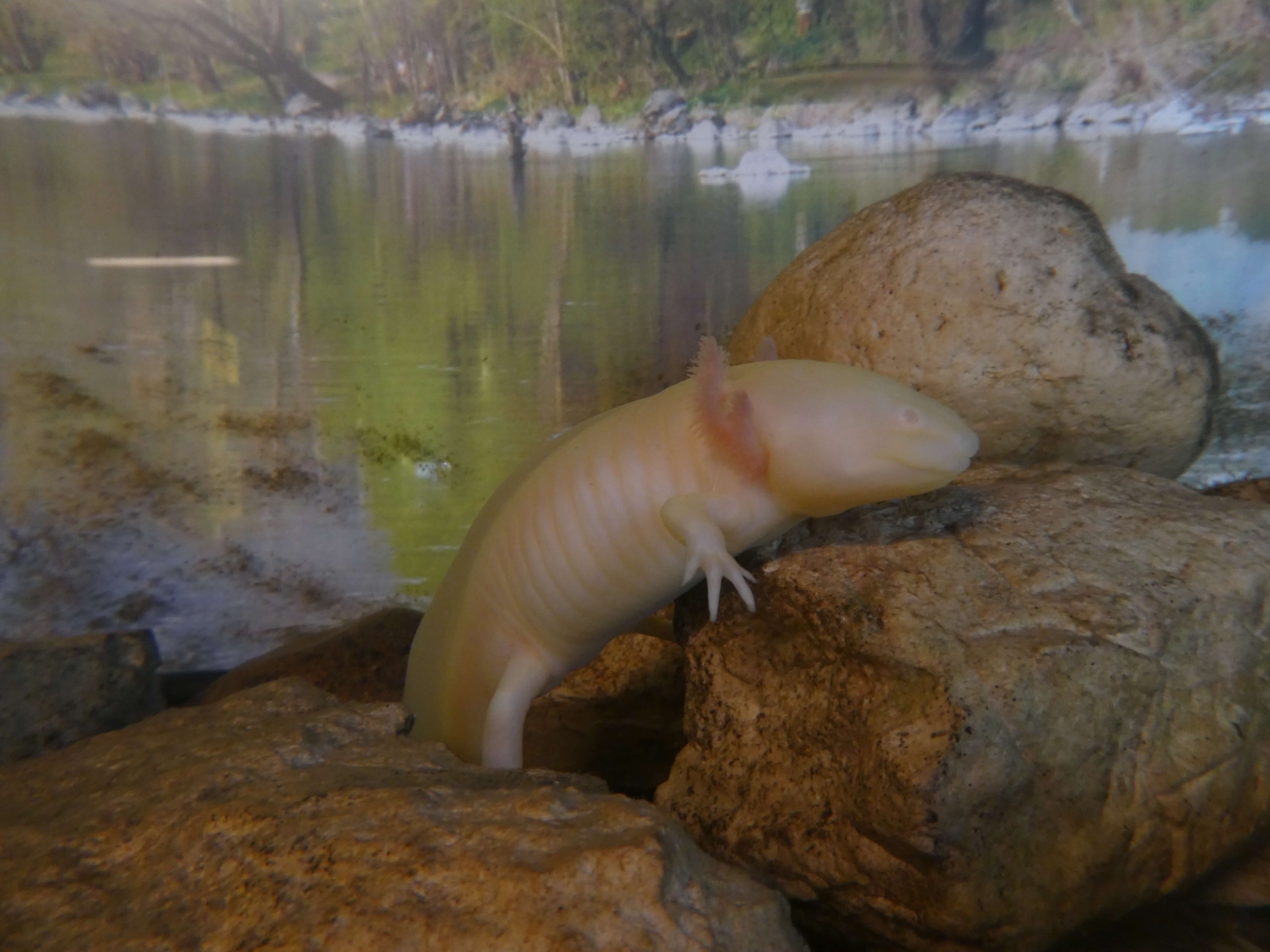 Image of Old World blind cave salamander