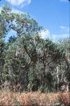 Image of Cook's pandan