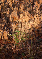 Image of comet grass