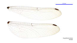 Image of Eusynthemis tenera Theischinger 1995