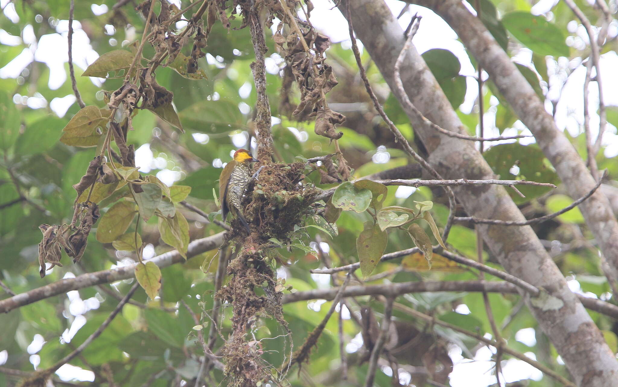 Image of Lita Woodpecker