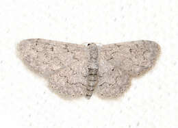 صورة Idaea violacearia Walker 1861