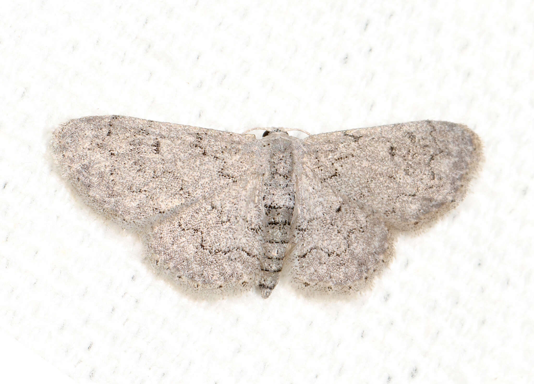 Image of Idaea violacearia Walker 1861