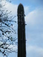 Pilosocereus quadricentralis (E. Y. Dawson) Backeb. resmi