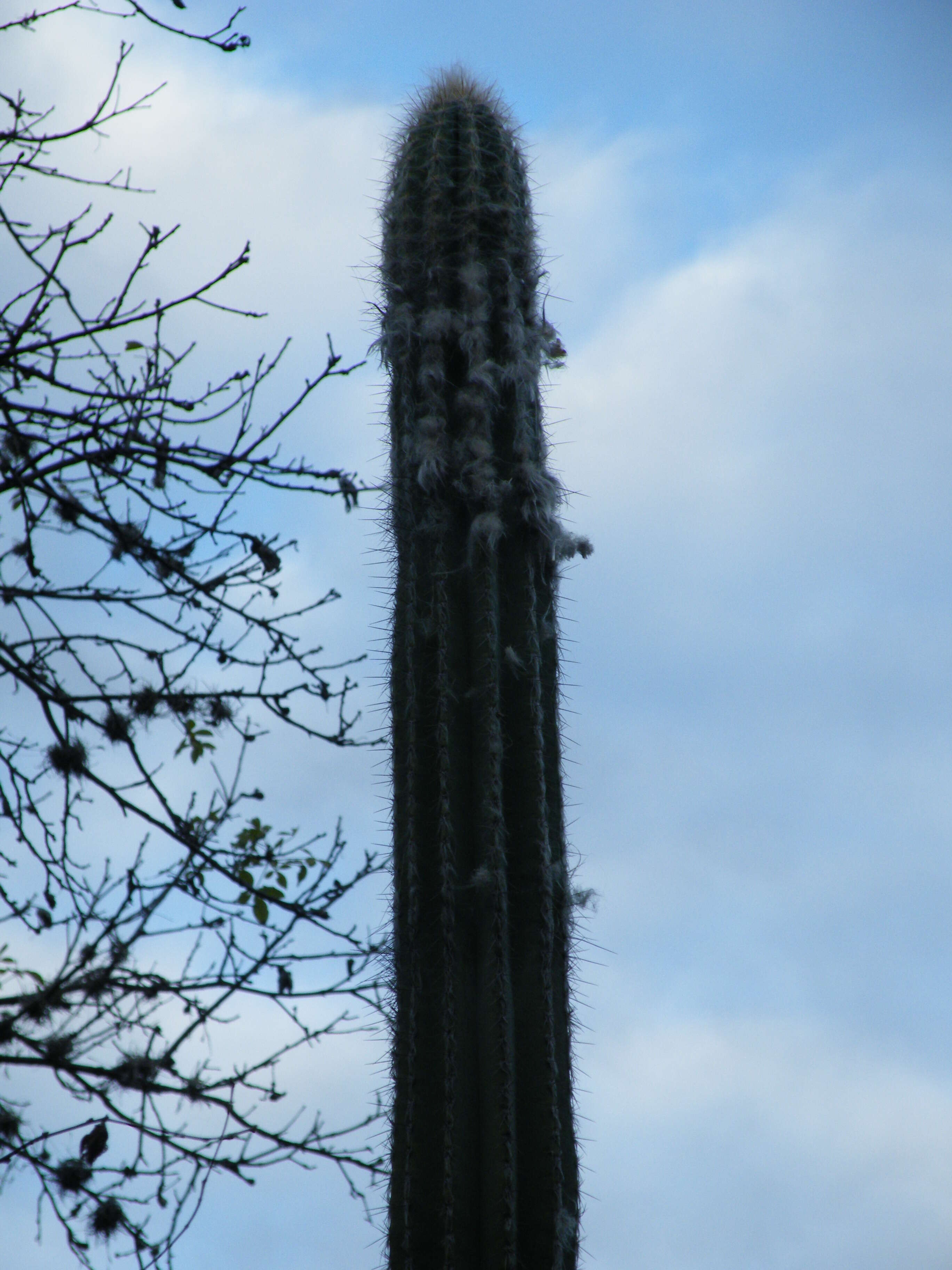 Pilosocereus quadricentralis (E. Y. Dawson) Backeb. resmi