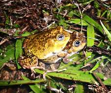 Image of Peters' four-eyed frog