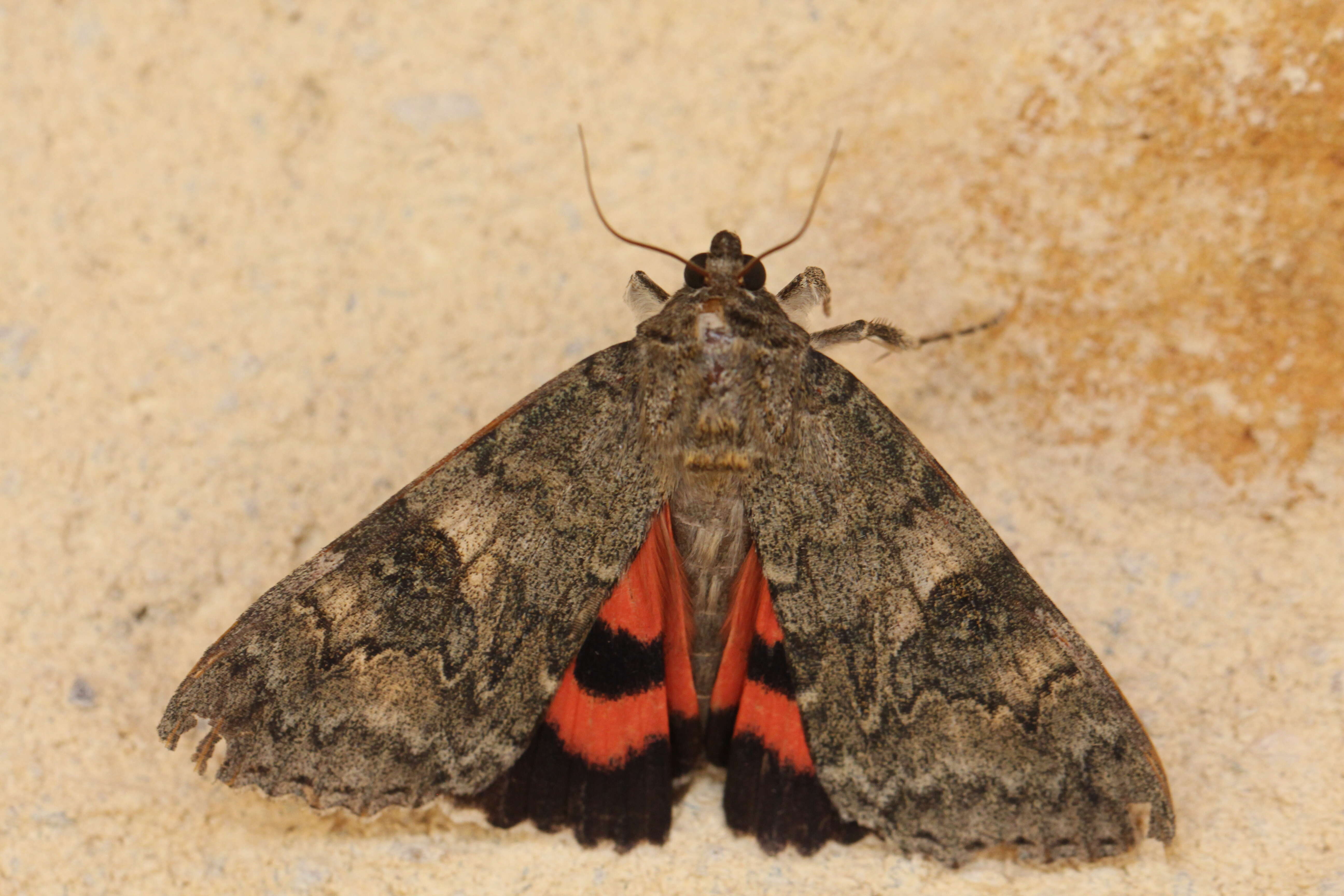 Image of red underwing