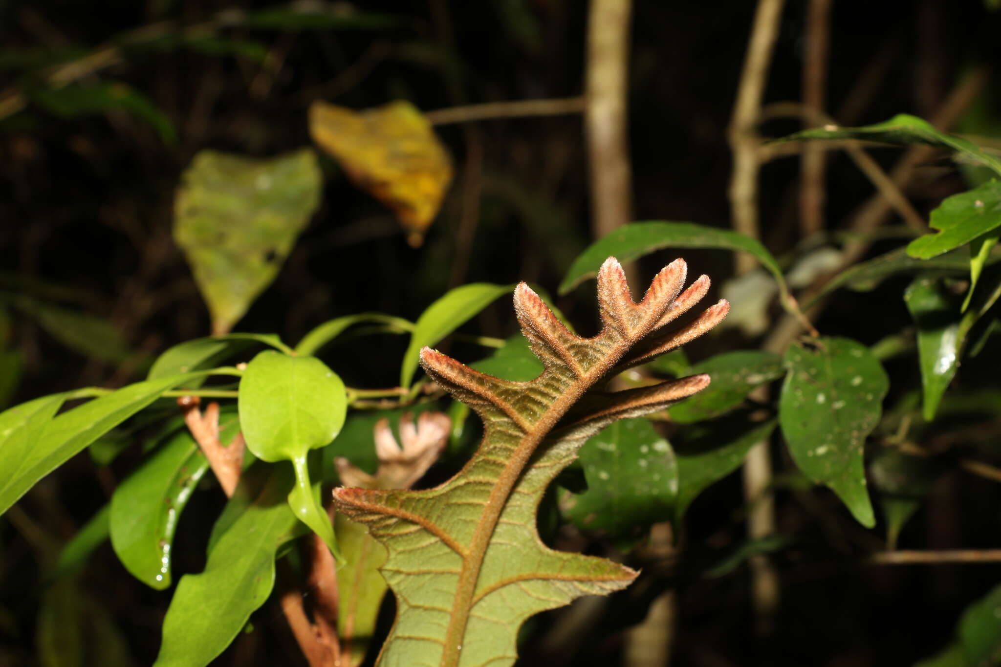 Imagem de Athertonia diversifolia (C. T. White) L. A. S. Johnson & B. G. Briggs