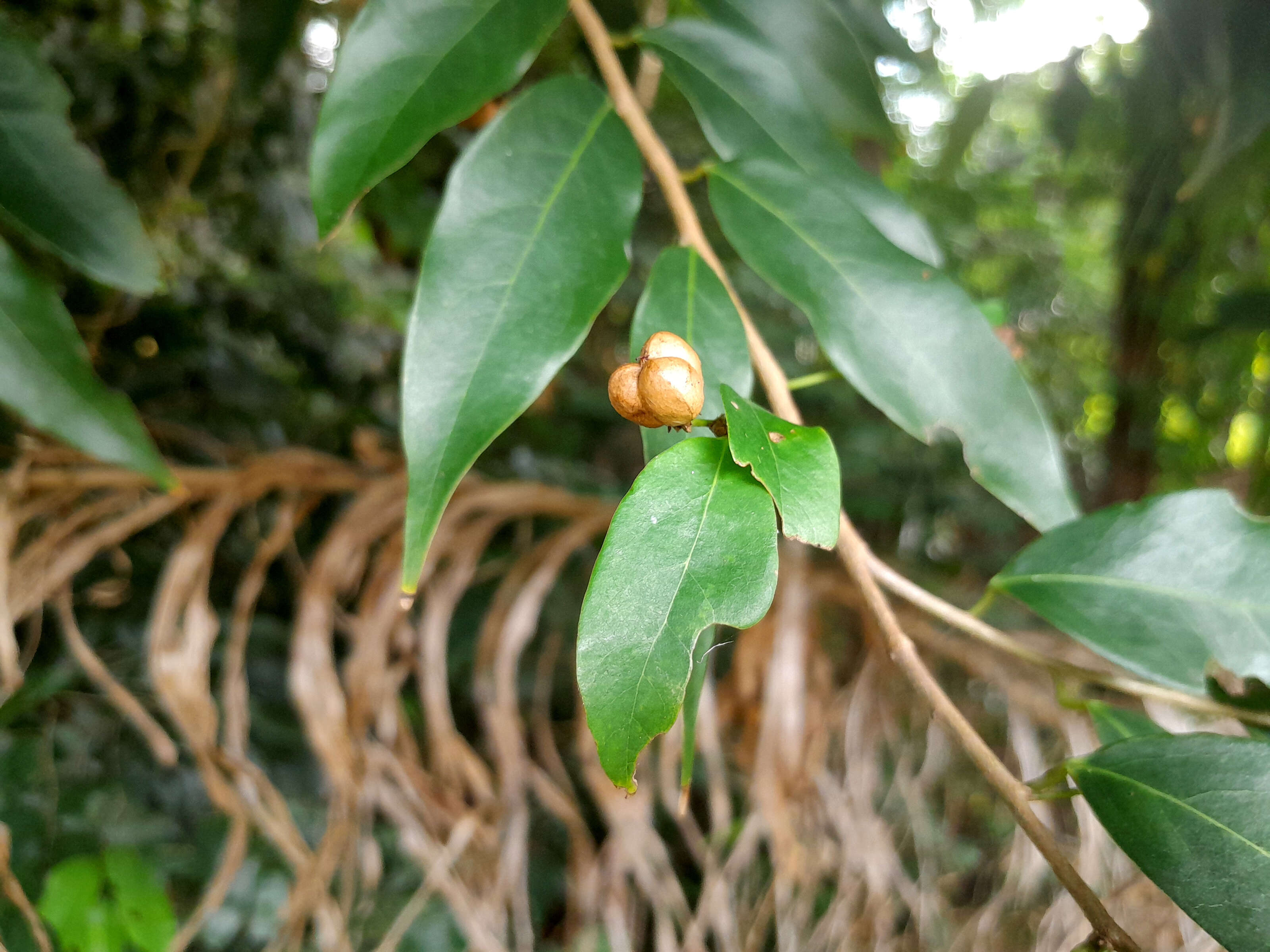 Image of Weeping Cleistanthus