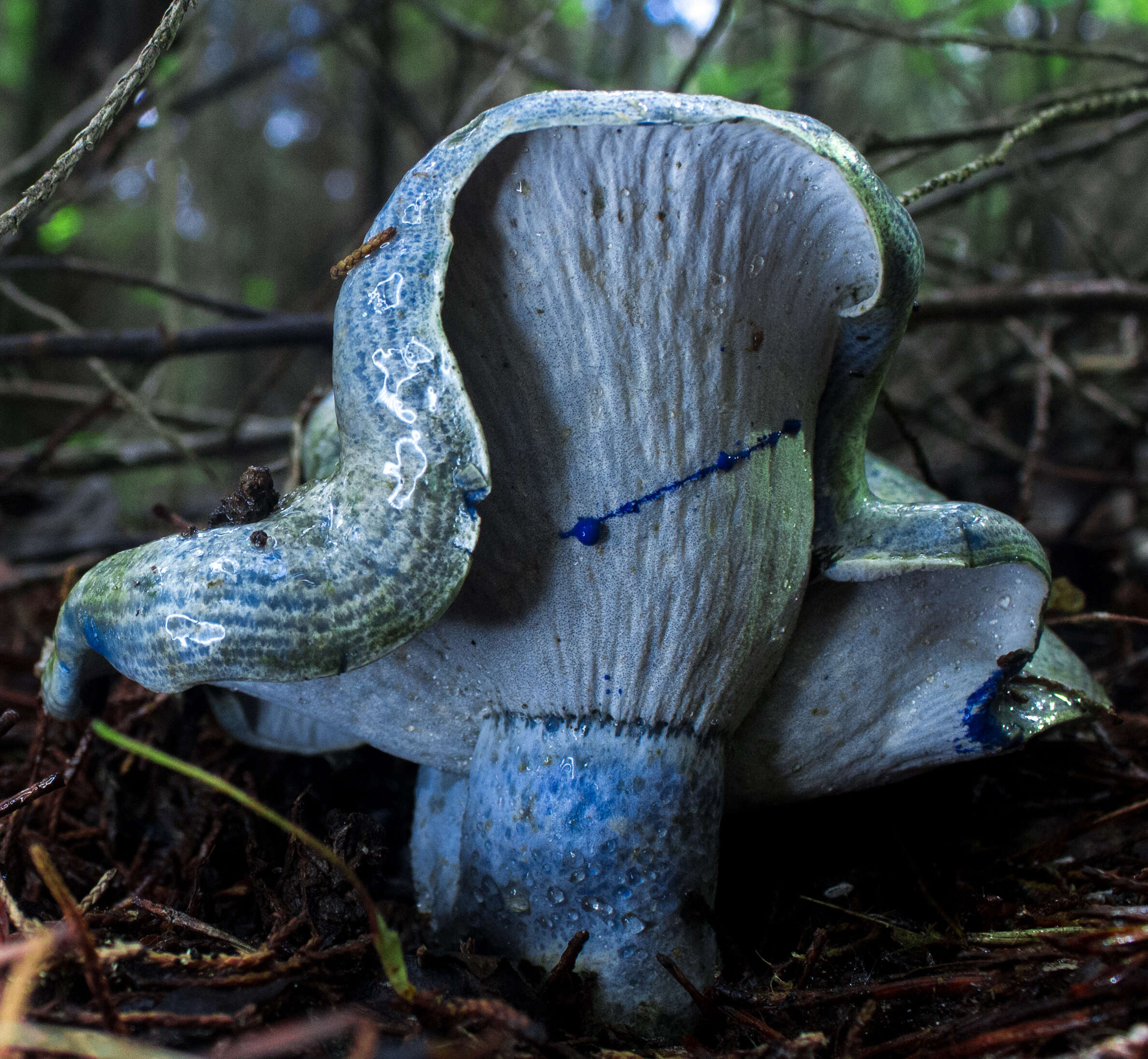 Lactarius indigo (Schwein.) Fr. 1838 resmi