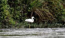 Image of Little Egret