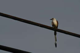 Image of Scissor-tailed Flycatcher