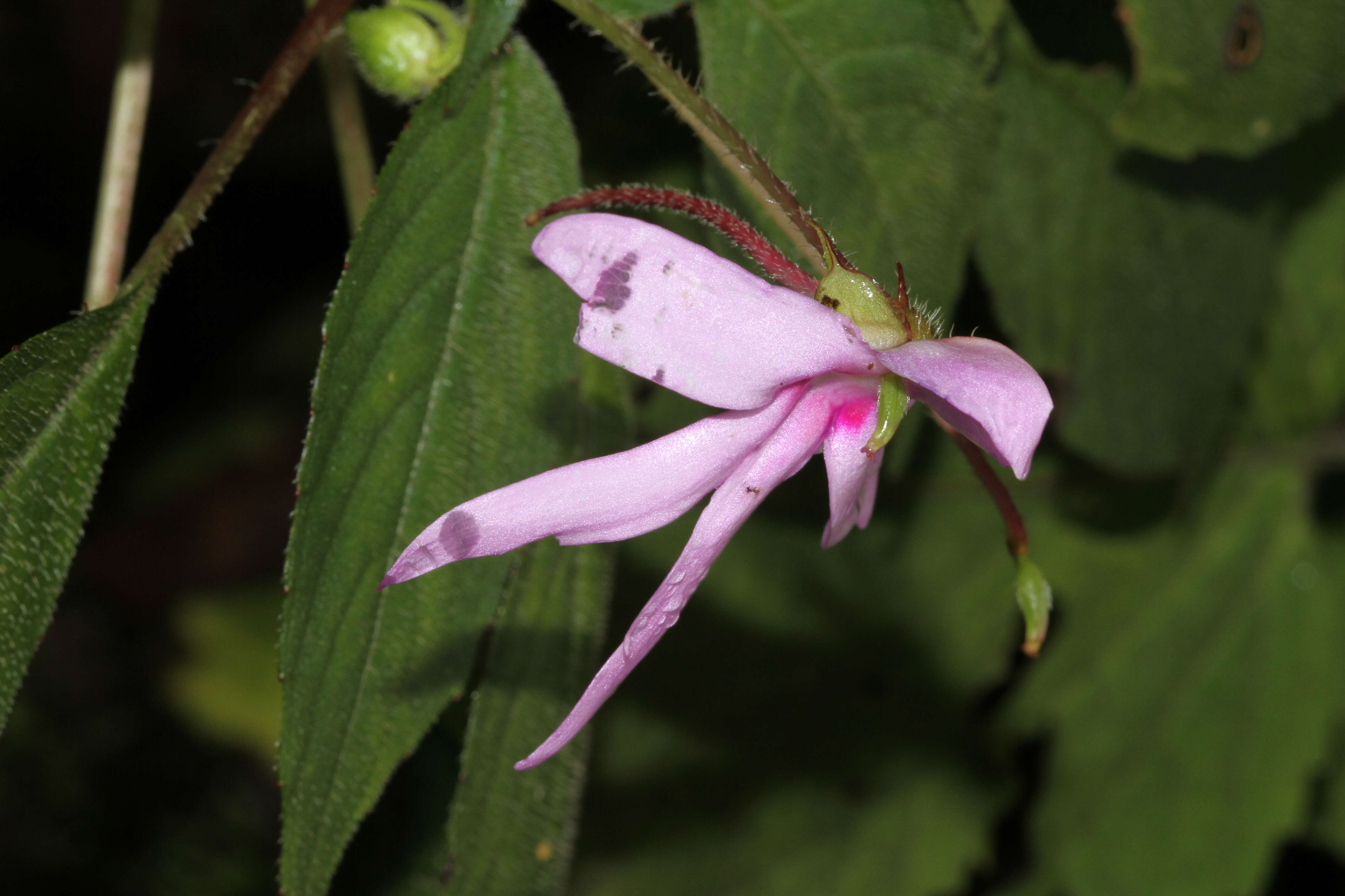 Image of Impatiens johnii E. Barnes