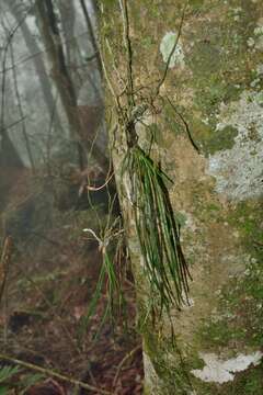 Image de Holcoglossum quasipinifolium (Hayata) Schltr.