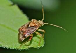 Image of Australian Crop Mirid