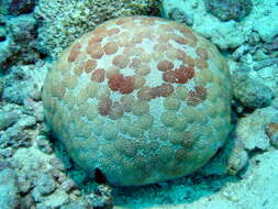 Image of Cushion star