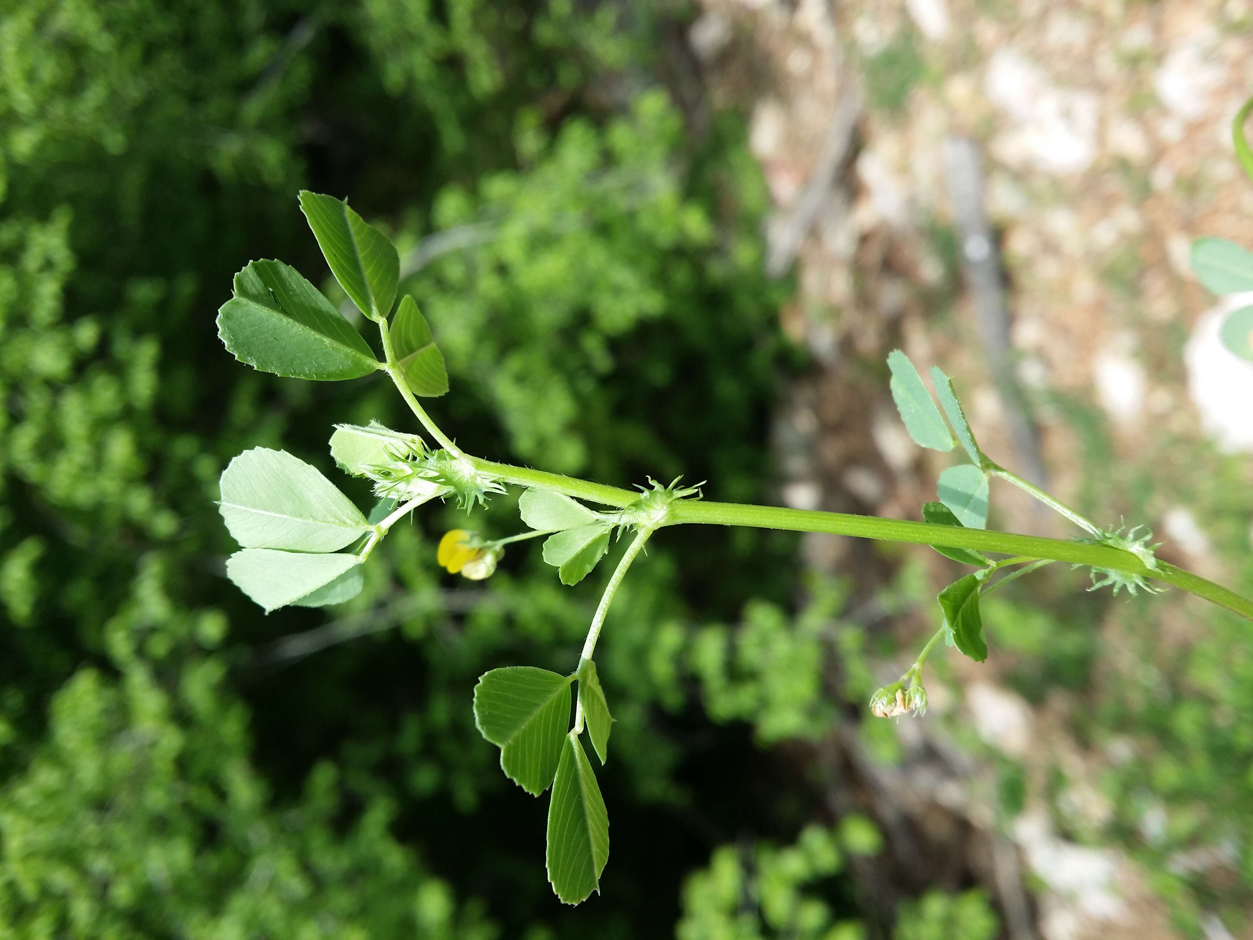 Слика од Medicago truncatula Gaertn.