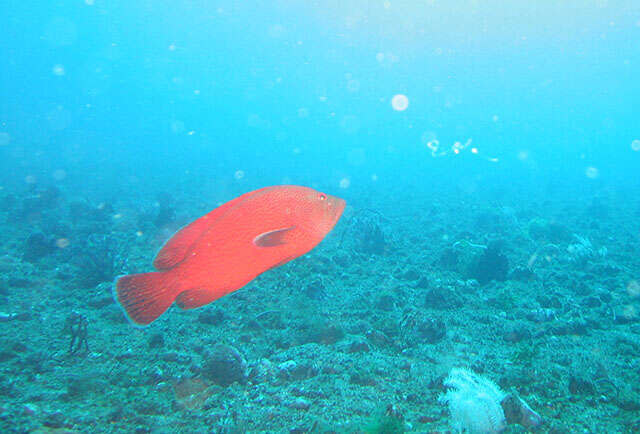 Image de Merou Tomate