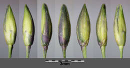 Imagem de Panicum dichotomiflorum Michx.