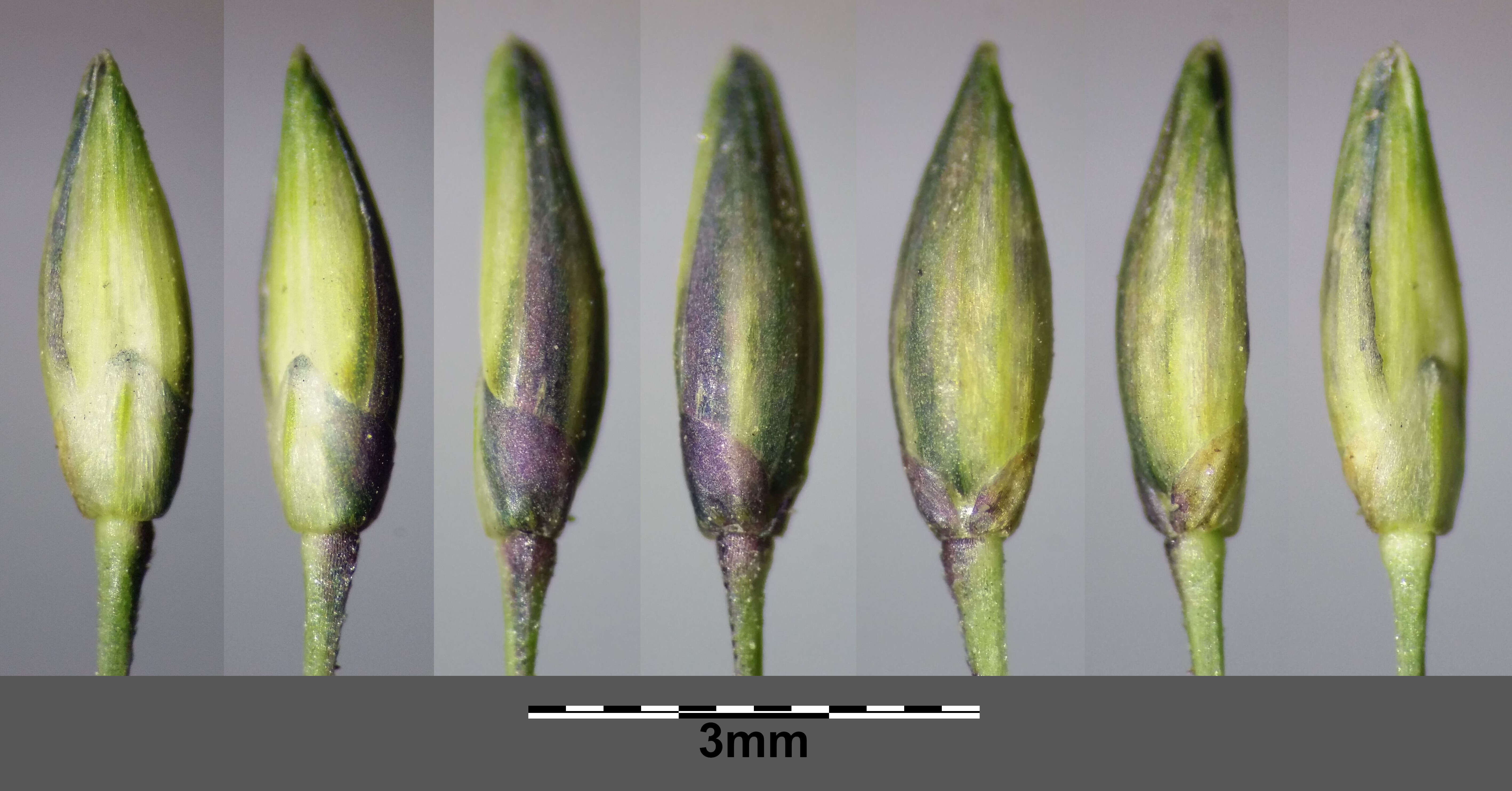 Imagem de Panicum dichotomiflorum Michx.