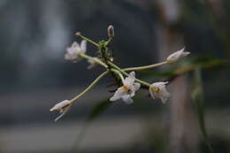 Image of Polystachya neobenthamia Schltr.