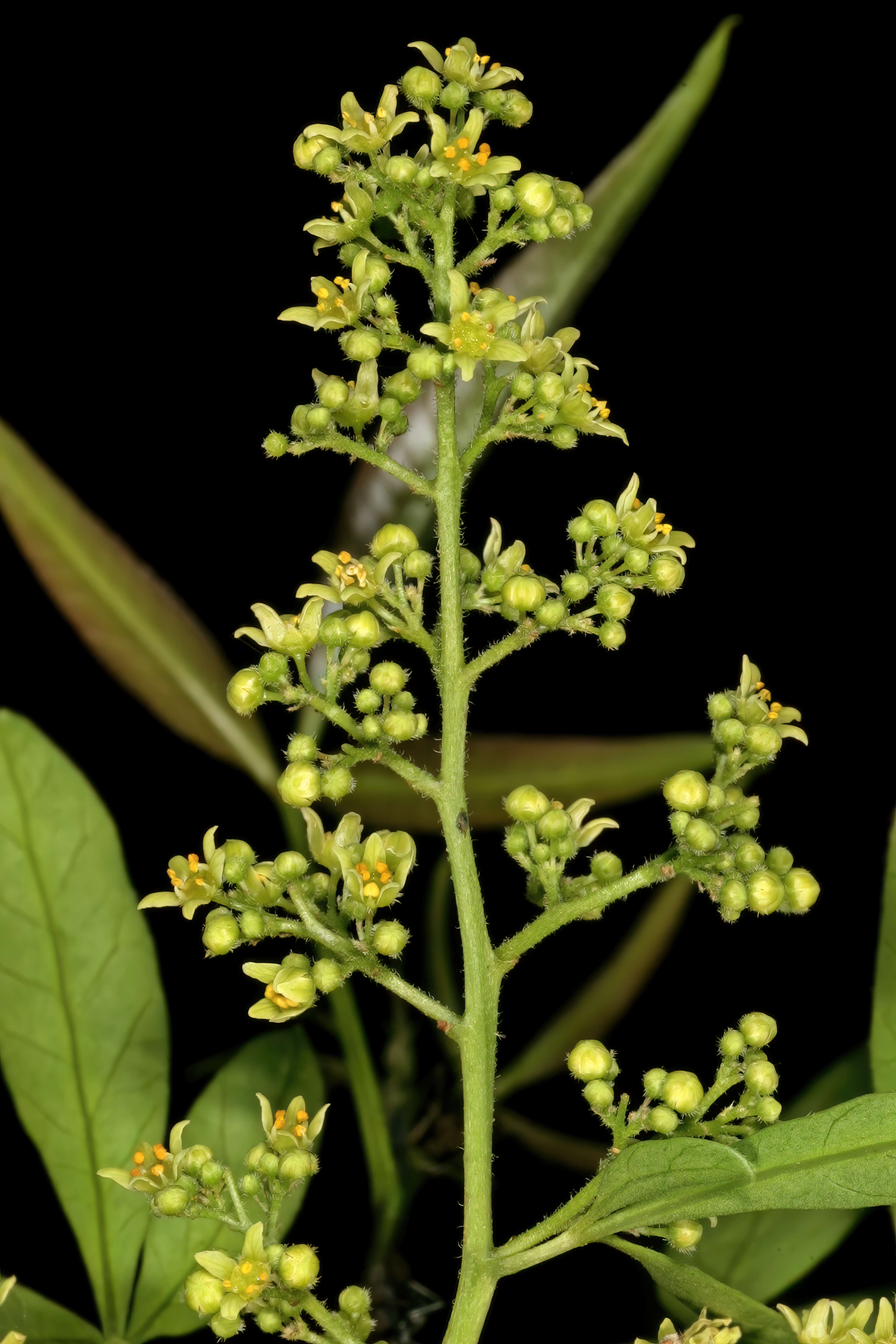 Image of Searsia pendulina (Jacq.) Moffett