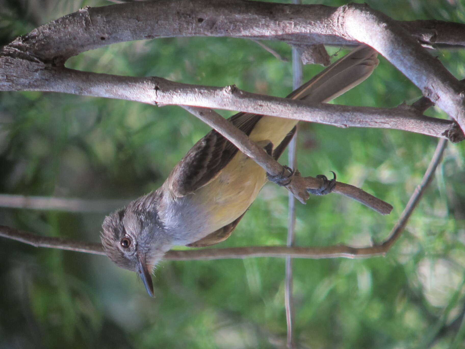 Image of Panama Flycatcher