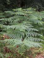 Image of Bracken