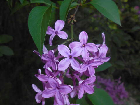 Image de Syringa chinensis Willd.