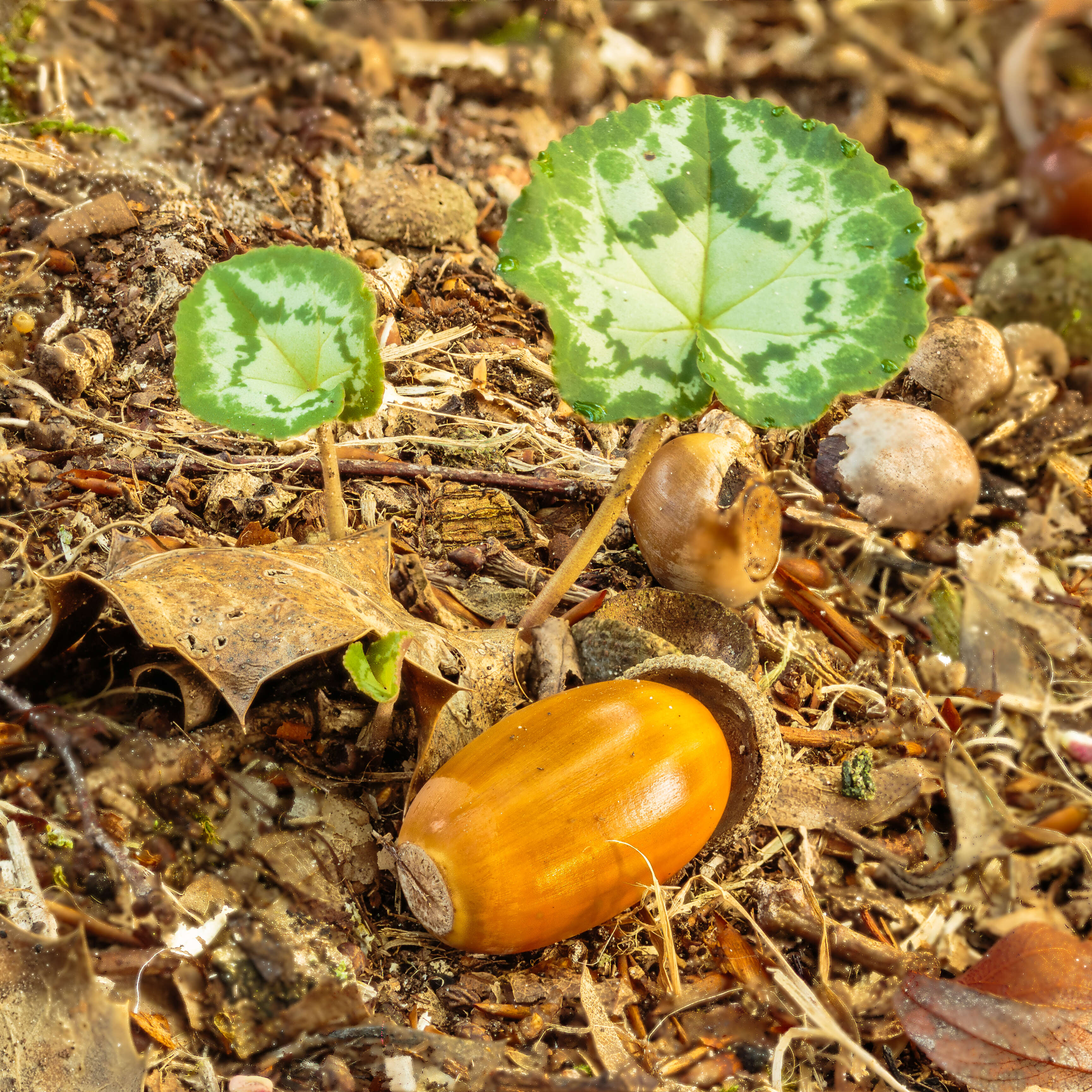 Image of Cyclamen coum Miller