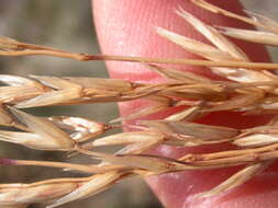 Plancia ëd Festuca campestris Rydb.