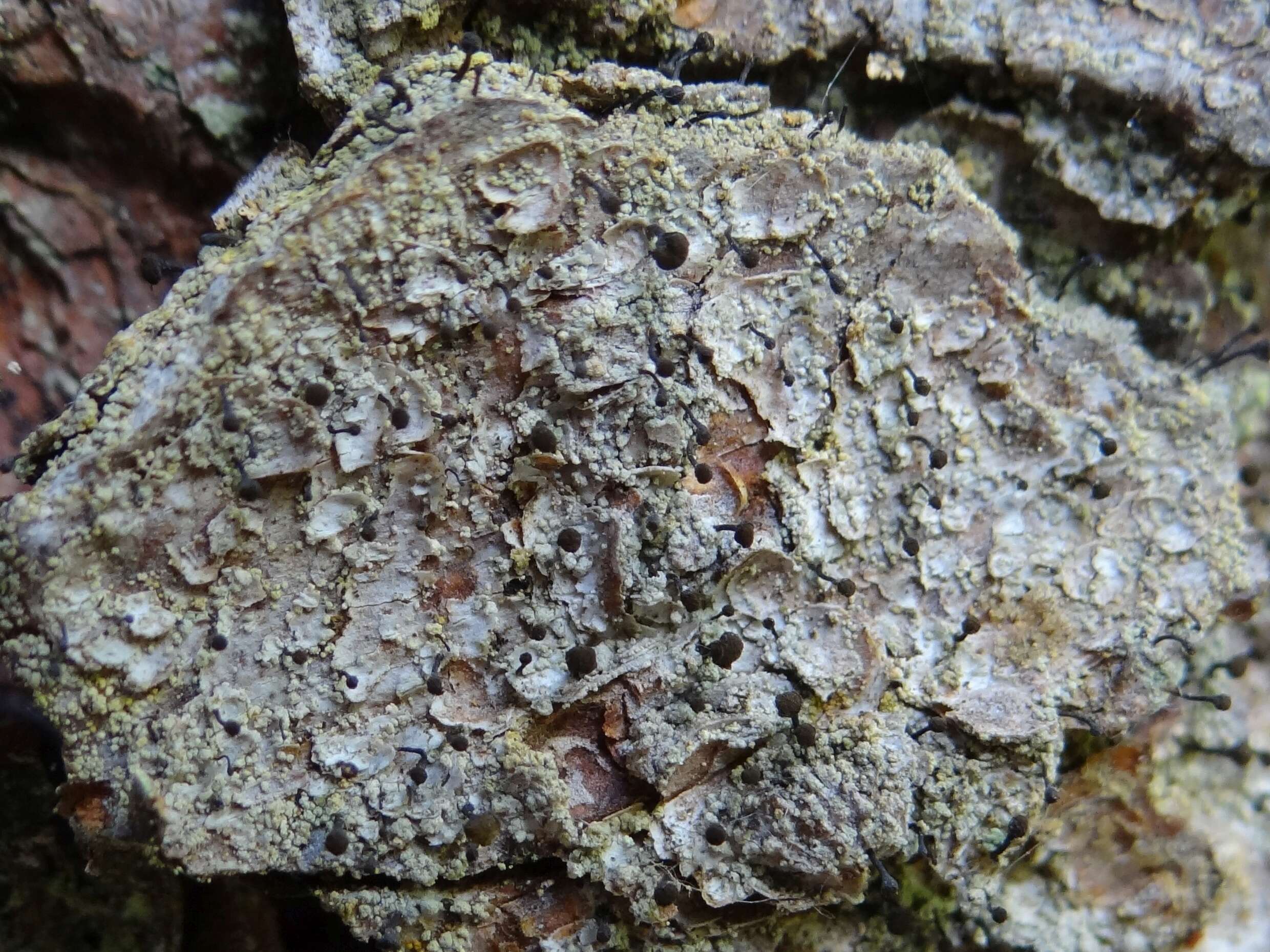 Image of Spike lichen;   Rusted stubble