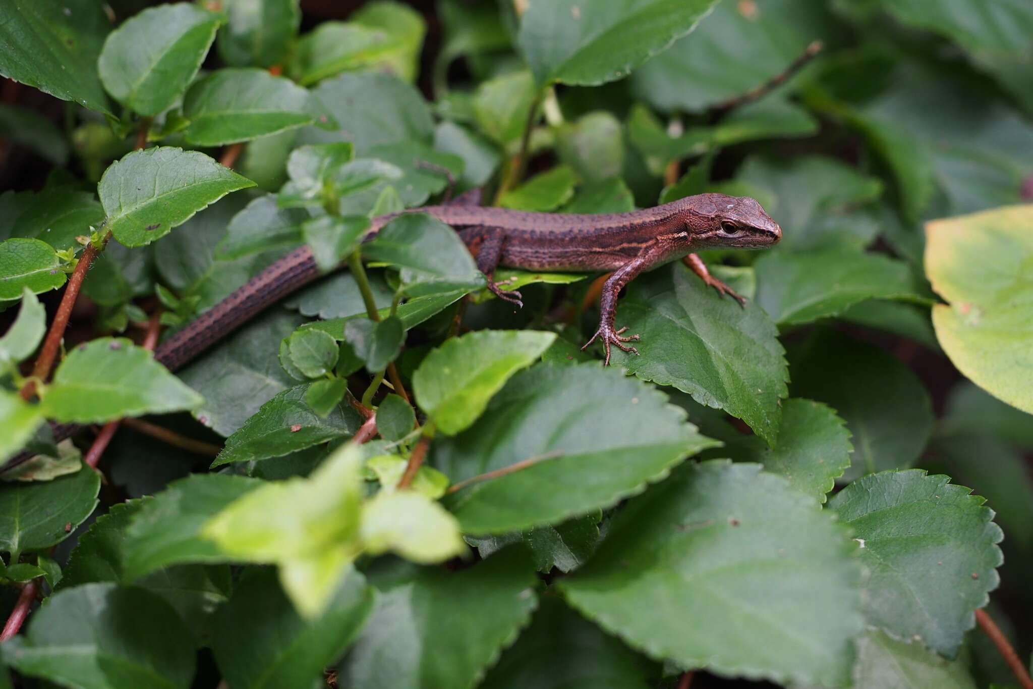 Image of Japanese Grass Lizard