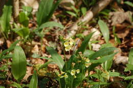 Image of oxlip